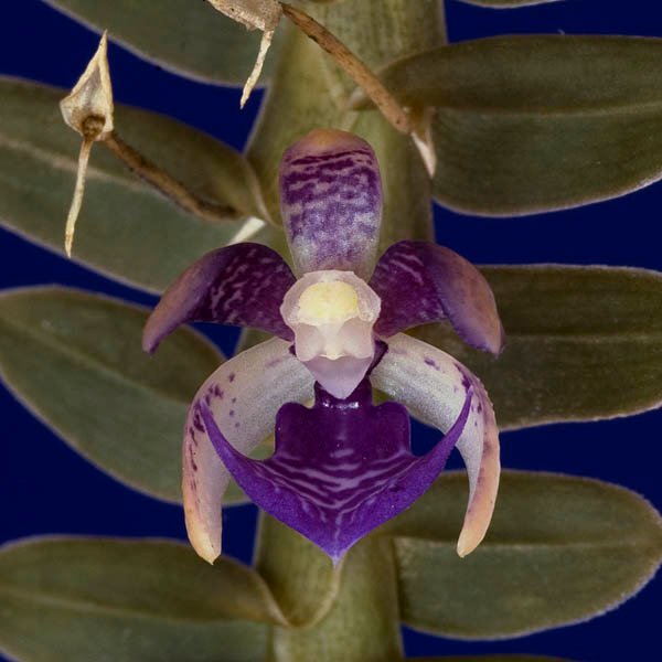 Dichaea filiarum